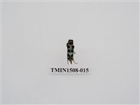 藏品(黑紋蒼藍天牛)的圖片